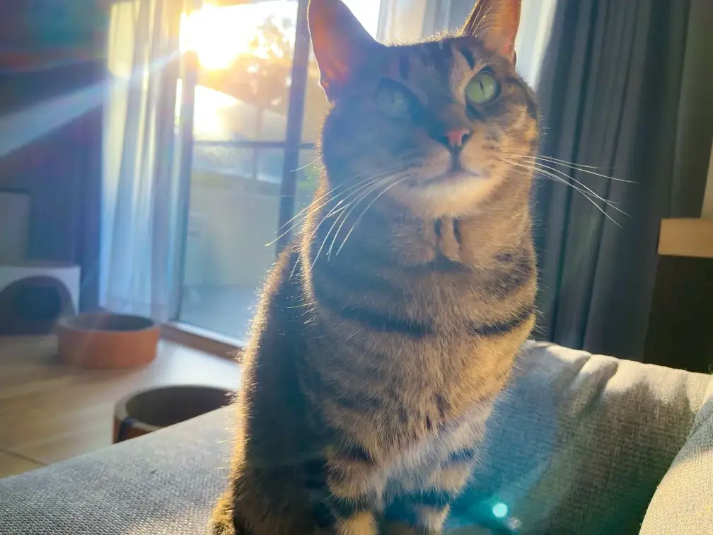 一緒に暮らしているわらび（猫）の写真その1