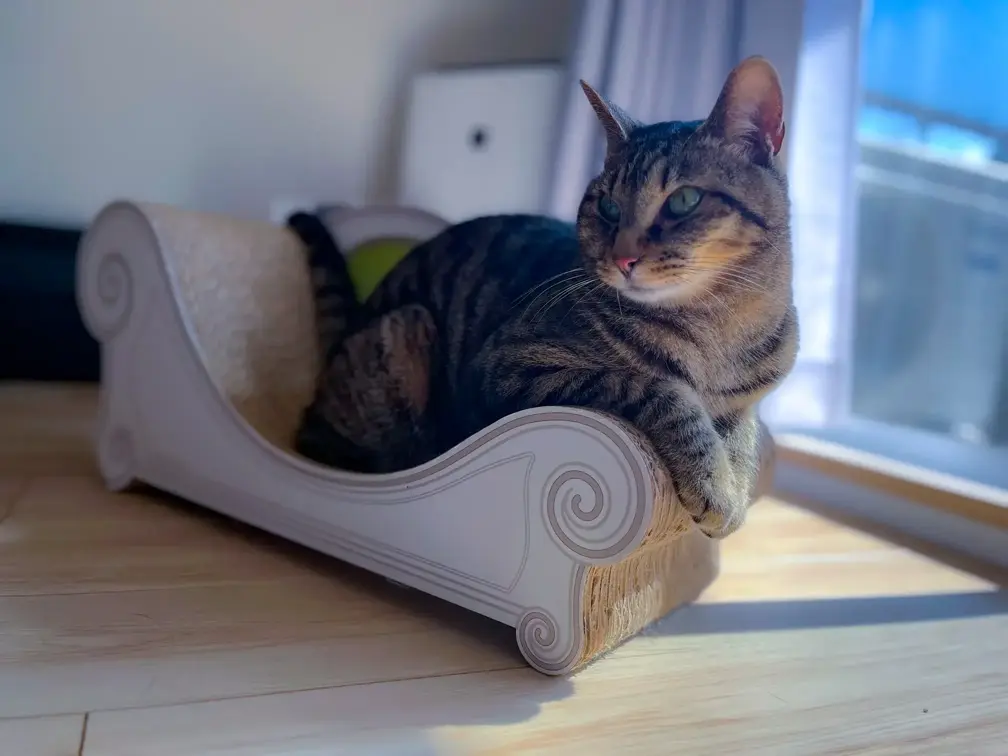 一緒に暮らしているわらび（猫）の写真その2