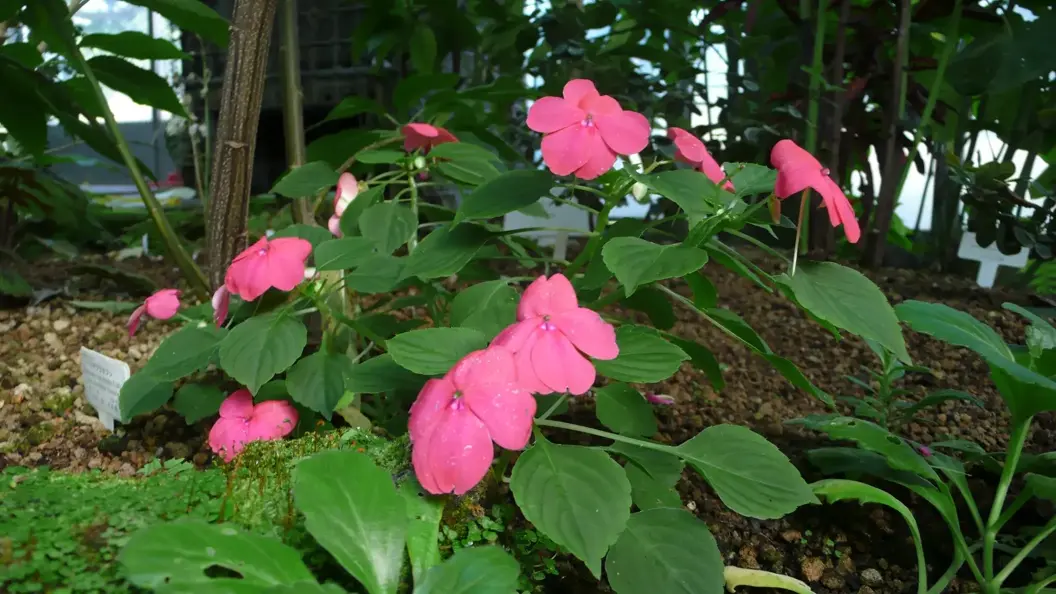 L1030071.webp