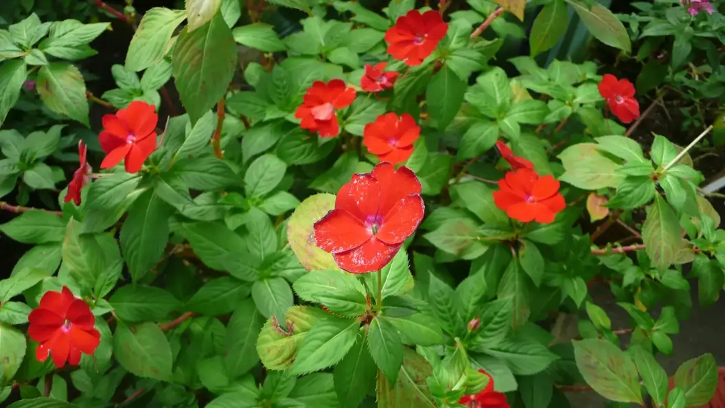 L1030085.webp