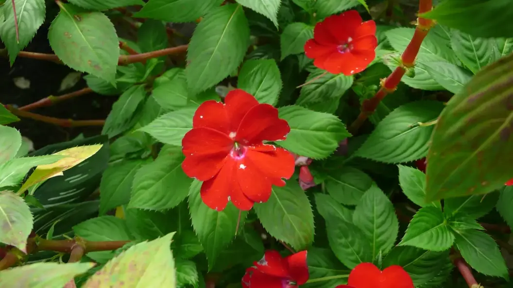 L1030086.webp