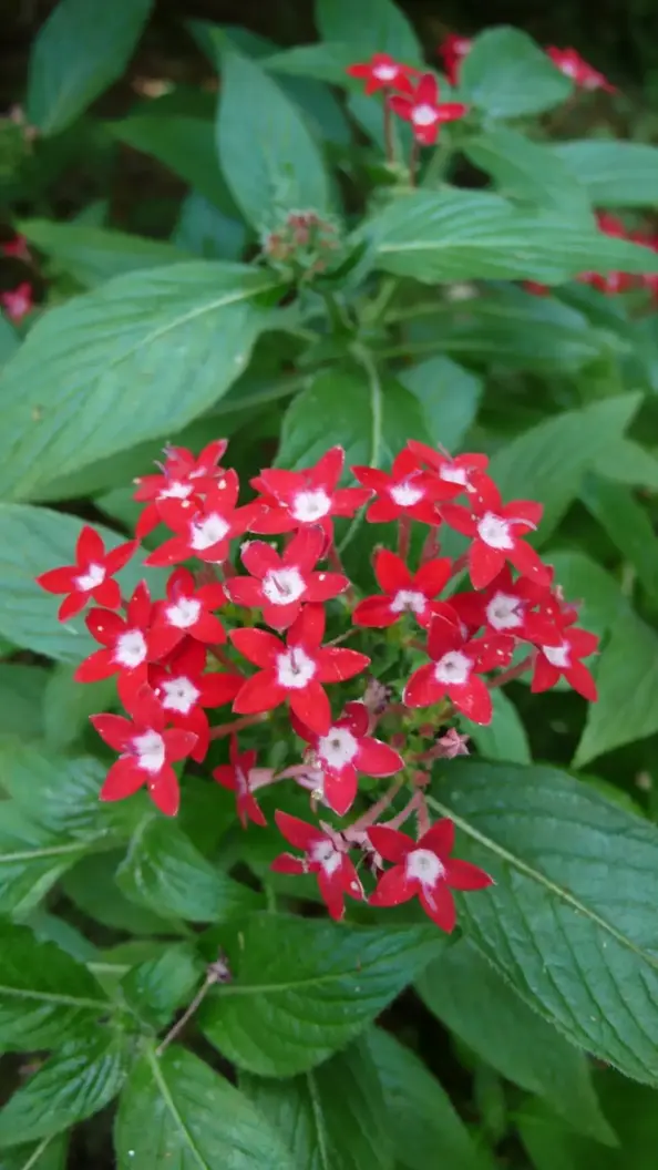 L1030103.webp