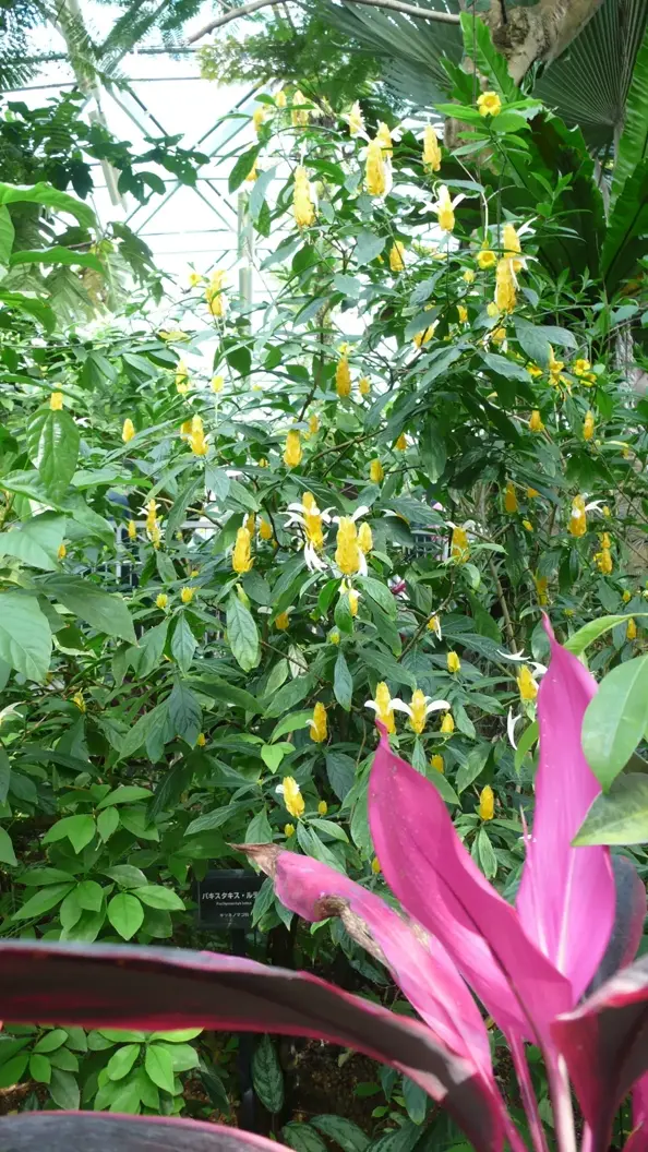 L1030115.webp