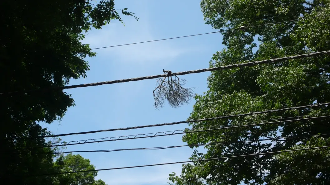 L1030176.webp