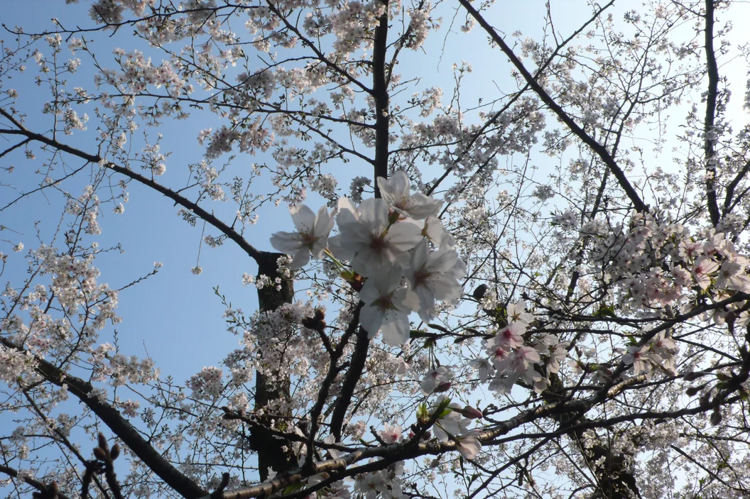 L1030263.webp