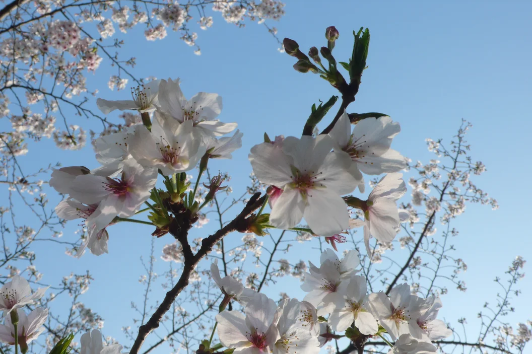 L1030265.webp