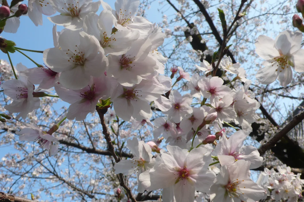 L1030266.webp