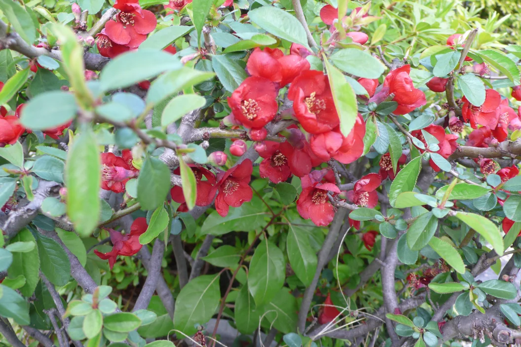 L1030275.webp