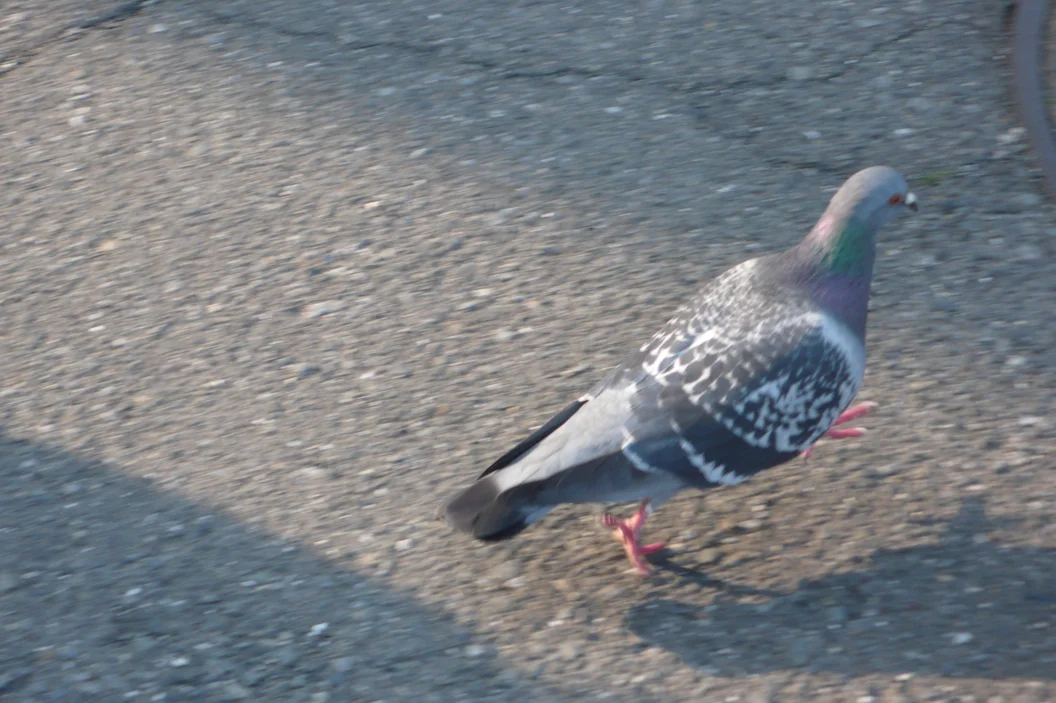 L1030281.webp
