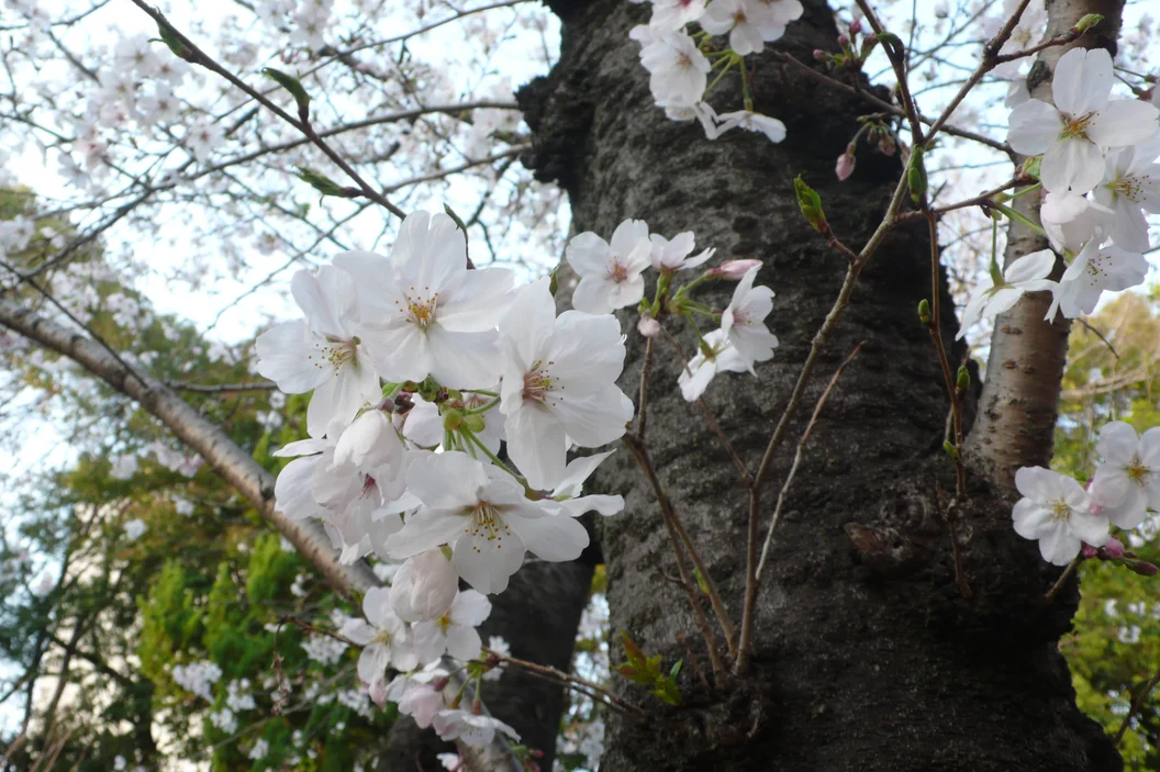 L1030293.webp