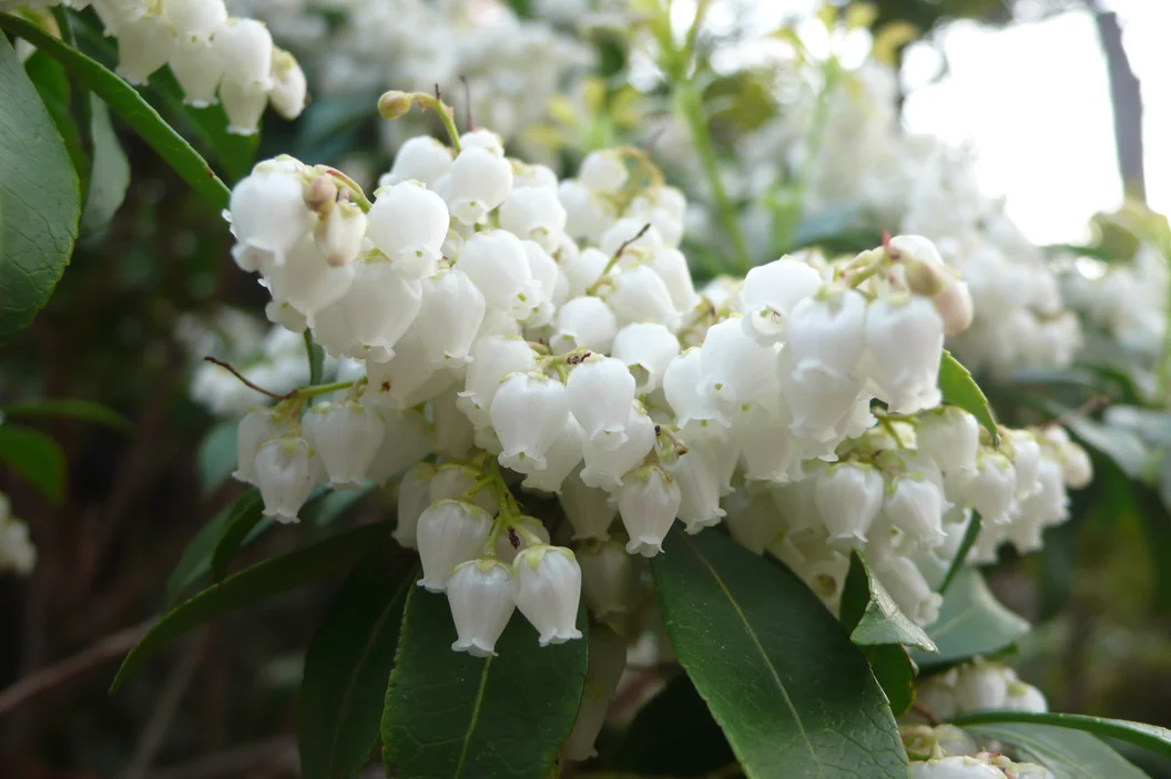 L1030305.webp